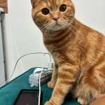 Кирилл, фото