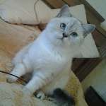 Клавдия-Н, фото