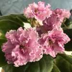 Елена, фото