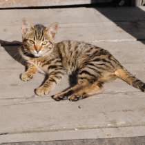 Продам бенгальского котенка, в Кемерове