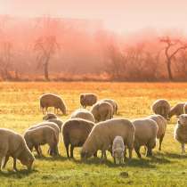 Овцы мясных пород живым весом, в Элисте