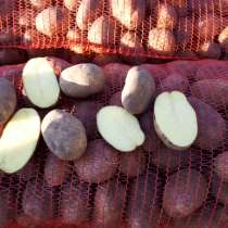 Картофель оптом, в Санкт-Петербурге