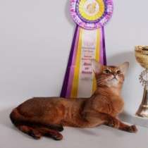 Абиссинский кот на вязку, чемпион, в Москве