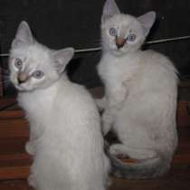 Тайские котята, в Краснодаре