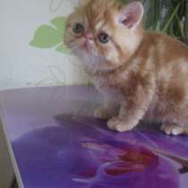 Экзотики и персики из питомника по умеренным ценам !, в Санкт-Петербурге