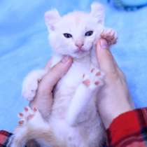 Snow Bengal kitten, в Москве