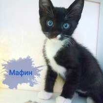 Котята в добрые ручки, в Москве
