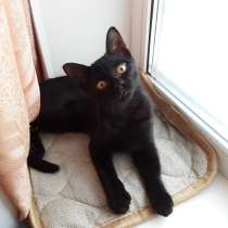 Активный и красивый котёнок черный с полосочками,3 месяца, в Коломне