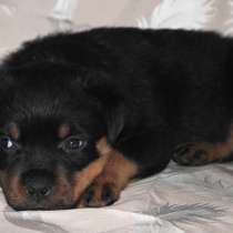 Ротвейлера с документами, в Москве