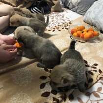 Собаки, в Челябинске