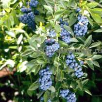 Саженцы и крупномеры голубики купить в Москве и Подмосковье, в Москве