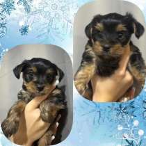 Продаю щенков йоркширский терьер, в Волгограде