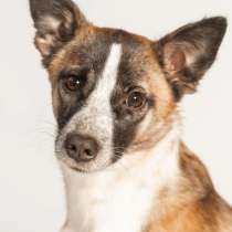 Подстреленная малышка Салли ищет дом, в Москве