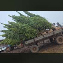 Саженцы сосны и ели, в Москве