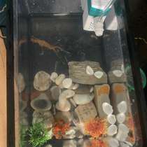 Рыбки с аквариумом, в Ставрополе