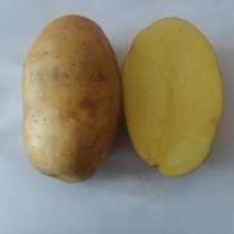 Семенной картофель из Беларуси, в Майкопе