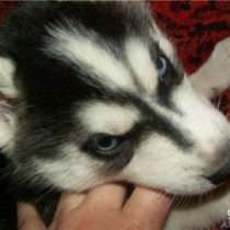 Хаски, в Санкт-Петербурге