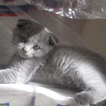 британских вислоухих котят., в Москве