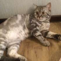 Кот, в Москве