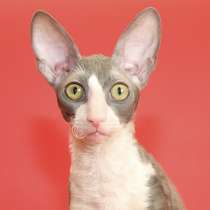 Корниш-рекс маленький принц, в Москве