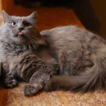 Кот Зефир ищет дом!, в Москве