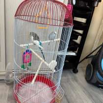 Волнистый попугай с клеткой, в Хабаровске