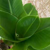 Банановая пальма, в Москве