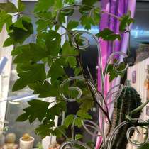 Роициссус или березка, в Москве