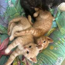 Отдам в добрые руки котят, в Сургуте