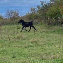 Лошадь, в Москве