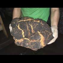 Чага березовый гриб, в Москве