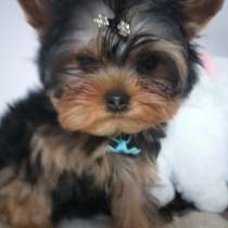 Питомник Джин Гоу, в Москве