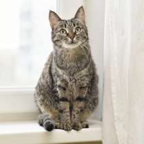 Ласковая полосатая кошка Ириска с кистями на ушах ищет дом, в Москве