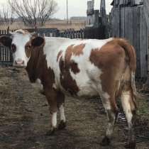 Продам стельную корову, в Камне-на-Оби
