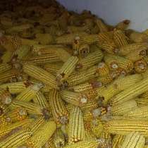 Кукуруза в початках 1 тонна - 65000 тенге, в г.Алматы
