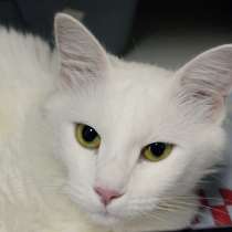 Чудесная Камешка ждёт встречи с новой семьей, в Москве