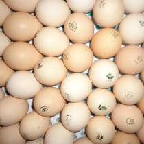 Импортное инкубационное яйцо, молодняк, в Зеленограде