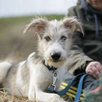 Метис терьера Эник, в Москве