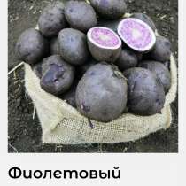 Семенной фиолетовый картофель, в Бийске