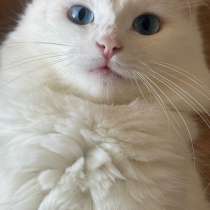 В добрые руки, в Грозном