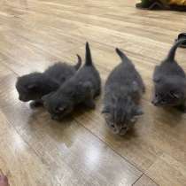 Котята. Бесплатно, в Собинке