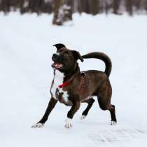 Собака в добрые руки, в Москве