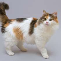 Трёхцветная пушистая красавица Липа в добрые руки, в Москве