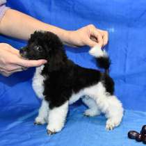 Пуделя щенок той арлекин мальчик ДЖЕНТЛИ БОРН ПЕРЧИ, в Долгопрудном