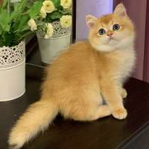 Шикарный британский котенок окрас золотая шиншилла, в Москве