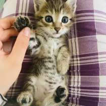 Котята в добрые руки!, в Нижневартовске