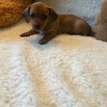 Такса, в Уссурийске