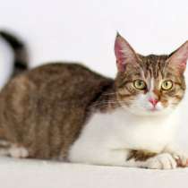 Отдам даром Рысь -молодая, эксклюзивная, незаурядная, в Москве