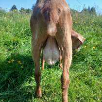 Годовалый козел, в Владимире