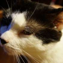 Отдам даром Кот Гриша, в Санкт-Петербурге